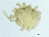  (Protzia sp09100A - CNC-IMS090100.009)  @13 [ ] CreativeCommons - Attribution (2010) CBG Photography Group Centre for Biodiversity Genomics