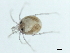  (Atractides sp09100A - CNC-IMS090100.041)  @13 [ ] CreativeCommons - Attribution (2010) CBG Photography Group Centre for Biodiversity Genomics
