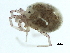  (Atractides sp09100B - CNC-IMS090100.043)  @14 [ ] CreativeCommons - Attribution (2010) CBG Photography Group Centre for Biodiversity Genomics