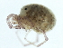 (Atractides sp09100B - CNC-IMS090100.044)  @14 [ ] CreativeCommons - Attribution (2010) CBG Photography Group Centre for Biodiversity Genomics