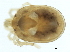  ( - CNC-IMS090101.024)  @11 [ ] CreativeCommons - Attribution (2010) CBG Photography Group Centre for Biodiversity Genomics