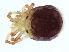  ( - CNC-IMS090101.029)  @12 [ ] CreativeCommons - Attribution (2010) CBG Photography Group Centre for Biodiversity Genomics