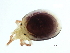  ( - CNC-IMS090101.032)  @12 [ ] CreativeCommons - Attribution (2010) CBG Photography Group Centre for Biodiversity Genomics