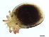  (Testudacarus sp09101B - CNC-IMS090101.036)  @14 [ ] CreativeCommons - Attribution (2010) CBG Photography Group Centre for Biodiversity Genomics