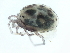  (Atractides sp09101A - CNC-IMS090101.039)  @11 [ ] CreativeCommons - Attribution (2010) CBG Photography Group Centre for Biodiversity Genomics