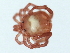  ( - CNC-IMS090101.055)  @11 [ ] CreativeCommons - Attribution (2010) CBG Photography Group Centre for Biodiversity Genomics