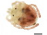 (Aturus sp0993F - CNC-IMS090093.140)  @12 [ ] CreativeCommons - Attribution (2010) CBG Photography Group Centre for Biodiversity Genomics