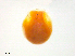  ( - APCC160804Ne3539)  @11 [ ] CreativeCommons - Attribution (2016) CBG Photography Group Centre for Biodiversity Genomics