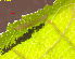  ( - RMNH.INS.31367)  @11 [ ] CreativeCommons  Attribution Non-Commercial Share-Alike (2020) Erik J. van Nieukerken-Naturalis Naturalis Biodiversity Center