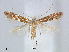  (Phyllonorycter orientalis - RMNH.5007897)  @14 [ ] CreativeCommons - Attribution Non-Commercial Share-Alike (2015) Unspecified Naturalis Biodiversity Centre