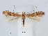  (Phyllonorycter QuercusspinosaTw - RMNH.5007898)  @14 [ ] CreativeCommons - Attribution Non-Commercial Share-Alike (2015) Unspecified Naturalis Biodiversity Centre