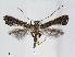  (Caloptilia callicarpae - RMNH.5007911)  @14 [ ] CreativeCommons - Attribution Non-Commercial Share-Alike (2015) Unspecified Naturalis Biodiversity Centre