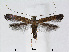  (Caloptilia ClerodendrumTaiwan - RMNH.5007925)  @15 [ ] CreativeCommons - Attribution Non-Commercial Share-Alike (2015) Unspecified Naturalis Biodiversity Centre