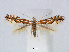  (Phyllonorycter esperella - RMNH.5007949)  @15 [ ] CreativeCommons - Attribution Non-Commercial Share-Alike (2015) Unspecified Naturalis Biodiversity Centre