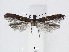  (Caloptilia semifasciella - RMNH.5007961)  @13 [ ] CreativeCommons - Attribution Non-Commercial Share-Alike (2015) Unspecified Naturalis Biodiversity Centre