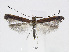  (Caloptilia leucothoes - RMNH.5007962)  @13 [ ] CreativeCommons - Attribution Non-Commercial Share-Alike (2015) Unspecified Naturalis Biodiversity Centre