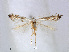  (Phyllonorycter leucocorona - RMNH.5007991)  @14 [ ] CreativeCommons - Attribution Non-Commercial Share-Alike (2015) Unspecified Naturalis Biodiversity Centre