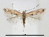  (Phyllonorycter cytisifoliae - RMNH.5013745)  @14 [ ] CreativeCommons - Attribution Non-Commercial Share-Alike (2016) Unspecified Naturalis Biodiversity Center