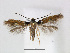  (Leucanthiza - RMNH.INS.544309)  @14 [ ] CreativeCommons - Attribution Non-Commercial Share-Alike (2015) Unspecified Naturalis Biodiversity Centre