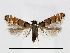  ( - RMNH.INS.544312)  @14 [ ] CreativeCommons - Attribution Non-Commercial Share-Alike (2015) Unspecified Naturalis Biodiversity Centre