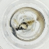  ( - WOXF_022_D2)  @11 [ ] by  Genome Research Ltd as Wellcome Sanger Institute Genome Research Limited operating as Wellcome Sanger Institute