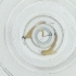  ( - WOXF_024_D3)  @11 [ ] by  Genome Research Ltd as Wellcome Sanger Institute Genome Research Limited operating as Wellcome Sanger Institute