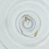  ( - WOXF_024_G2)  @11 [ ] by  Genome Research Ltd as Wellcome Sanger Institute Genome Research Limited operating as Wellcome Sanger Institute