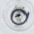  ( - WOXF_030_E12)  @11 [ ] by  Genome Research Ltd as Wellcome Sanger Institute Genome Research Limited operating as Wellcome Sanger Institute