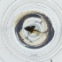 ( - WOXF_030_E6)  @11 [ ] by  Genome Research Ltd as Wellcome Sanger Institute Genome Research Limited operating as Wellcome Sanger Institute