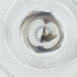  ( - WOXF_032_A8)  @11 [ ] by  Genome Research Ltd as Wellcome Sanger Institute Genome Research Limited operating as Wellcome Sanger Institute