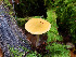  (Pluteus flavofuligineus - MF78436)  @11 [ ] CreativeCommons - Attribution Non-Commercial (2025) Cara Coulter Western Pennsylvania Mushroom Club