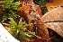  ( - MF78432)  @11 [ ] CreativeCommons - Attribution Non-Commercial (2021) Cara Coulter Western Pennsylvania Mushroom Club