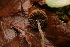  ( - MF78432)  @11 [ ] CreativeCommons - Attribution Non-Commercial (2021) Cara Coulter Western Pennsylvania Mushroom Club
