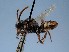  ( - ZSM-HYM-42469-G04)  @11 [ ] by-nc-sa (2022) SNSB, Staatliche Naturwissenschaftliche Sammlungen Bayerns ZSM (SNSB, Zoologische Staatssammlung Muenchen)