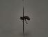  ( - TJW_557)  @11 [ ] nrr (2021) Unspecified Thomas Wood