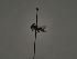  ( - TJW_558)  @11 [ ] nrr (2021) Unspecified Thomas Wood