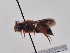  (Dioxys chalicoda - TJW_936)  @11 [ ] nrr (2022) Unspecified Thomas Wood