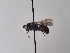 (Dioxys moestus - TJW_938)  @11 [ ] nrr (2022) Unspecified Thomas Wood