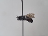  (Dioxys pumilus - TJW_949)  @11 [ ] nrr (2022) Unspecified Thomas Wood
