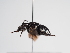  ( - TJW_1125)  @11 [ ] nrr (2022) Unspecified Thomas Wood