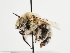  (Anthophora quadricolor - TJW_1172)  @11 [ ] nrr (2023) Unspecified Thomas Wood