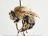  (Anthophora agama - TJW_1362)  @11 [ ] nrr (2023) Unspecified Thomas Wood