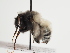  (Anthophora rogenhoferi - TJW_1394)  @11 [ ] nrr (2023) Unspecified Thomas Wood
