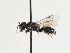  (Hylaeus longulus - TJW_1421)  @11 [ ] nrr (2023) Unspecified Thomas Wood