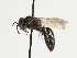  (Hylaeus conformis - TJW_1423)  @11 [ ] nrr (2023) Unspecified Thomas Wood