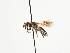 (Andrena ungeri - TJW_1462)  @11 [ ] nrr (2023) Unspecified Thomas Wood