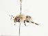  (Anthophora lieftincki - TJW_1513)  @11 [ ] nrr (2023) Unspecified Thomas Wood