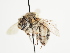  ( - TJW_1529)  @11 [ ] nrr (2023) Unspecified Thomas Wood