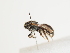  (Lasioglossum punctatissimum - TJW_1661)  @11 [ ] nrr (2023) Unspecified Thomas Wood