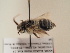  (Anthophora murina - TJW_1750)  @11 [ ] nrr (2025) Unspecified Thomas Wood